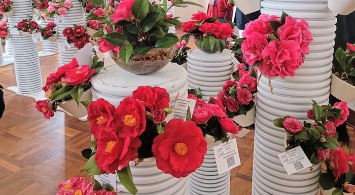 Oltre duemila visitatori alla Mostra della camelia di Verbania