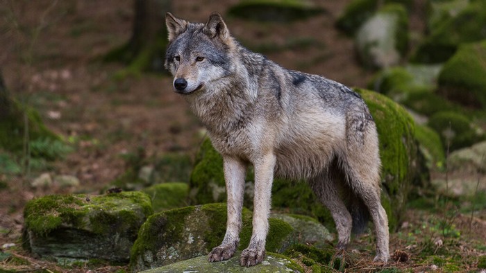 Un nuovo branco di lupi in Canton Ticino